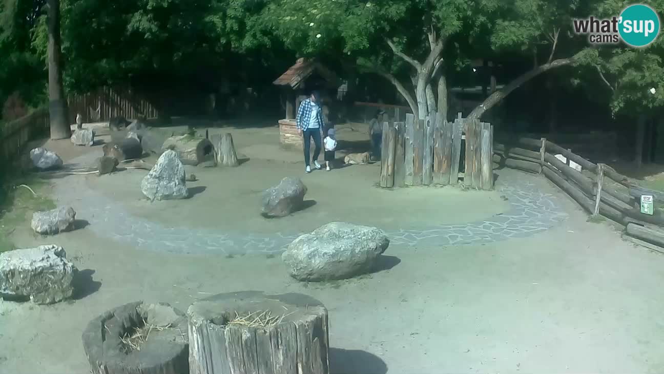 Zoo Zagreb –  Mono maicero