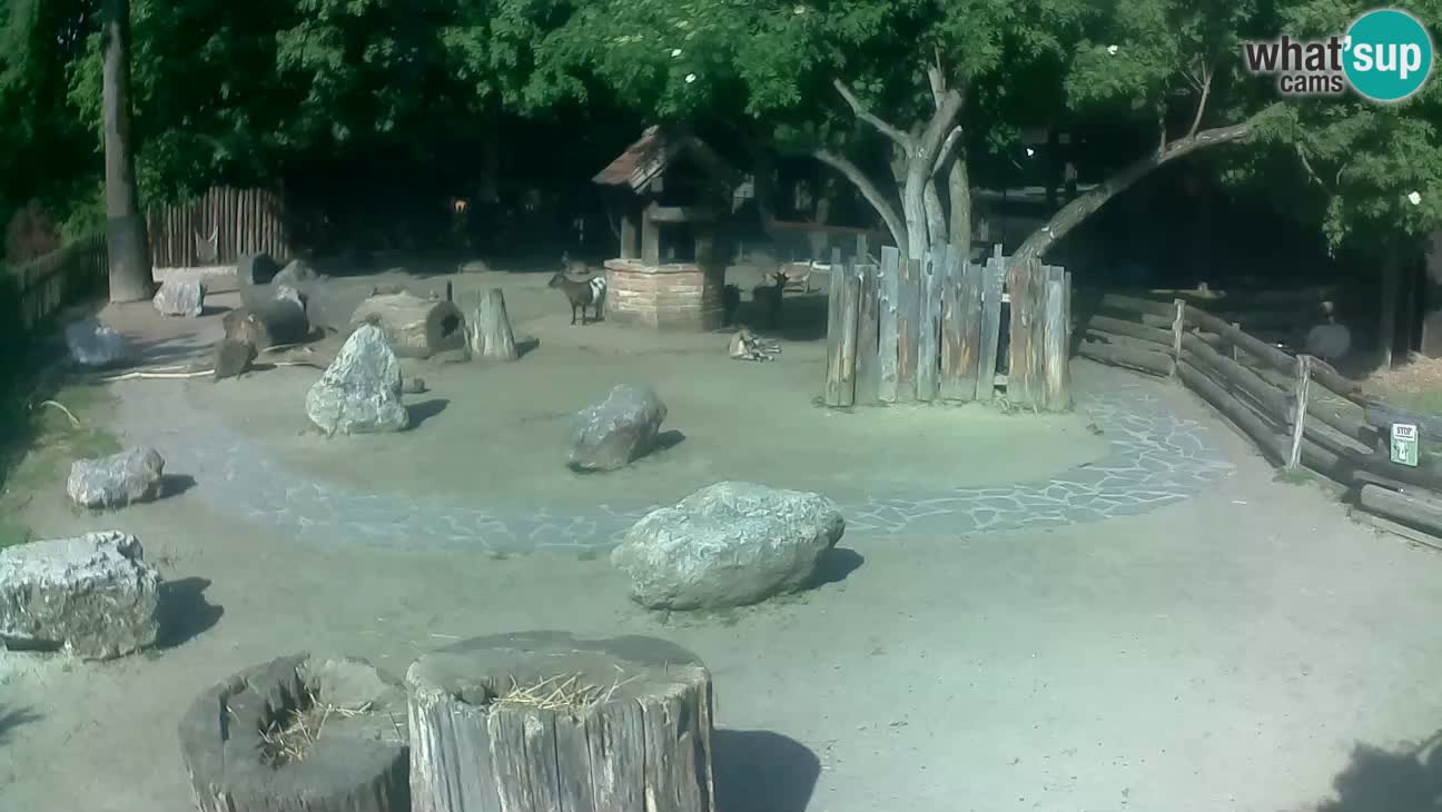 Zoo Zagreb – Rjava kapucinka