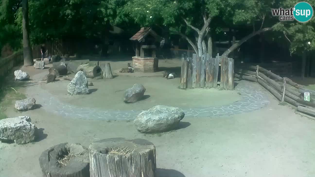 Zoo Zagreb – Haubenkapuziner
