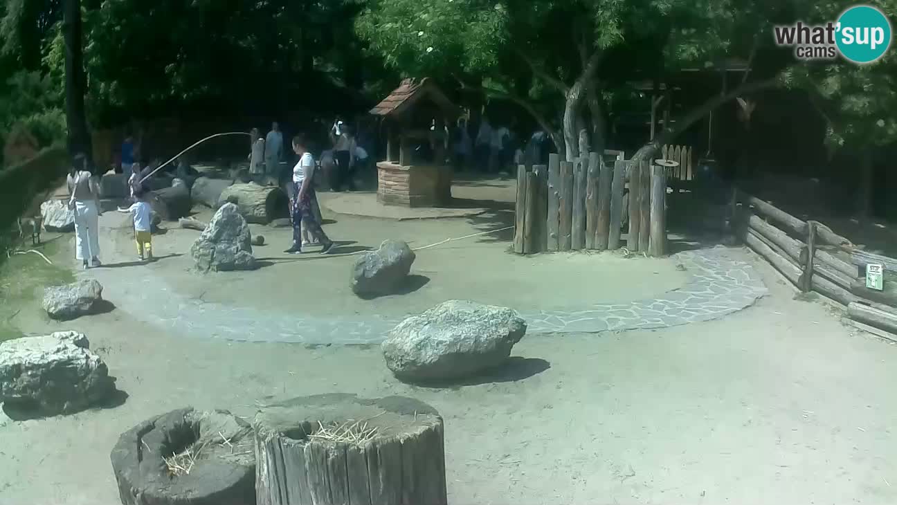 Zoo Zagreb – Brown Capuchin