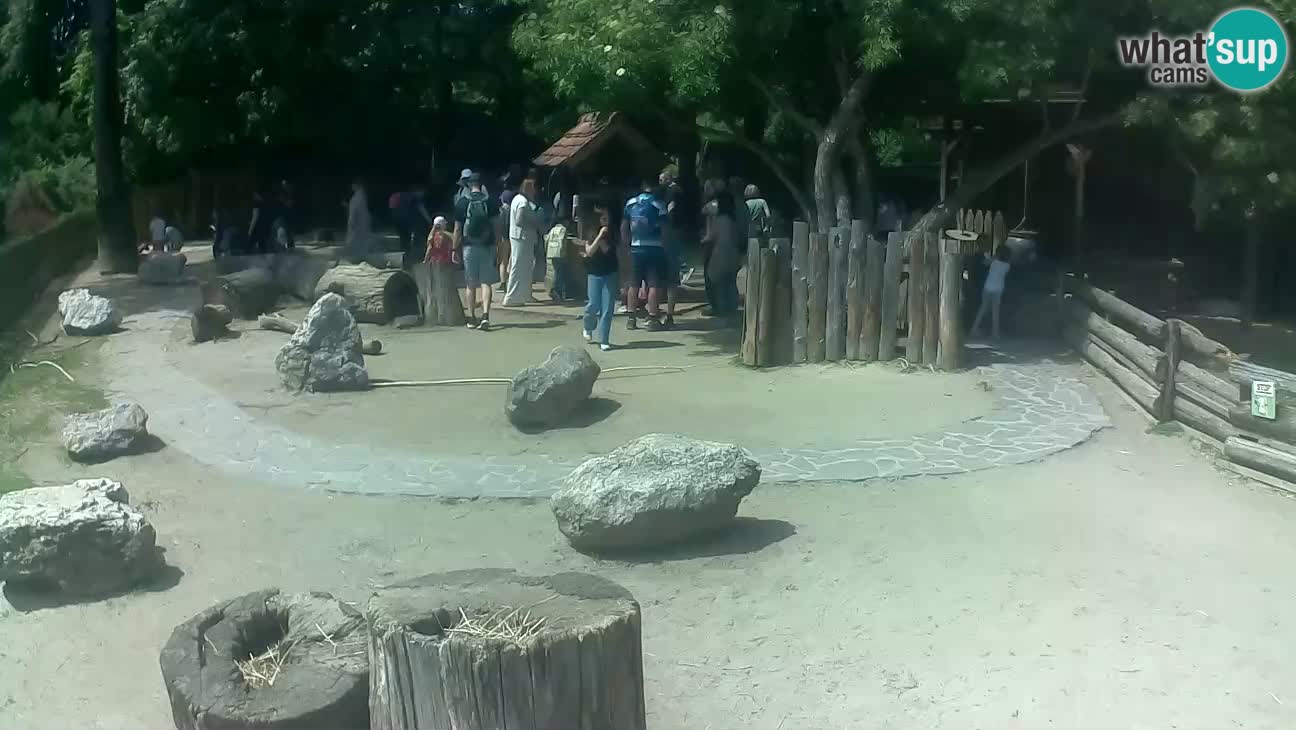 Zoo Zagreb –  Mono maicero