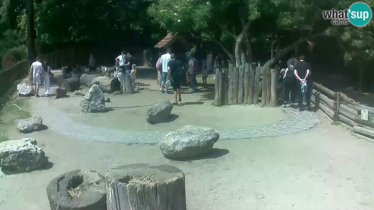 Zoo Zagreb –  Mono maicero