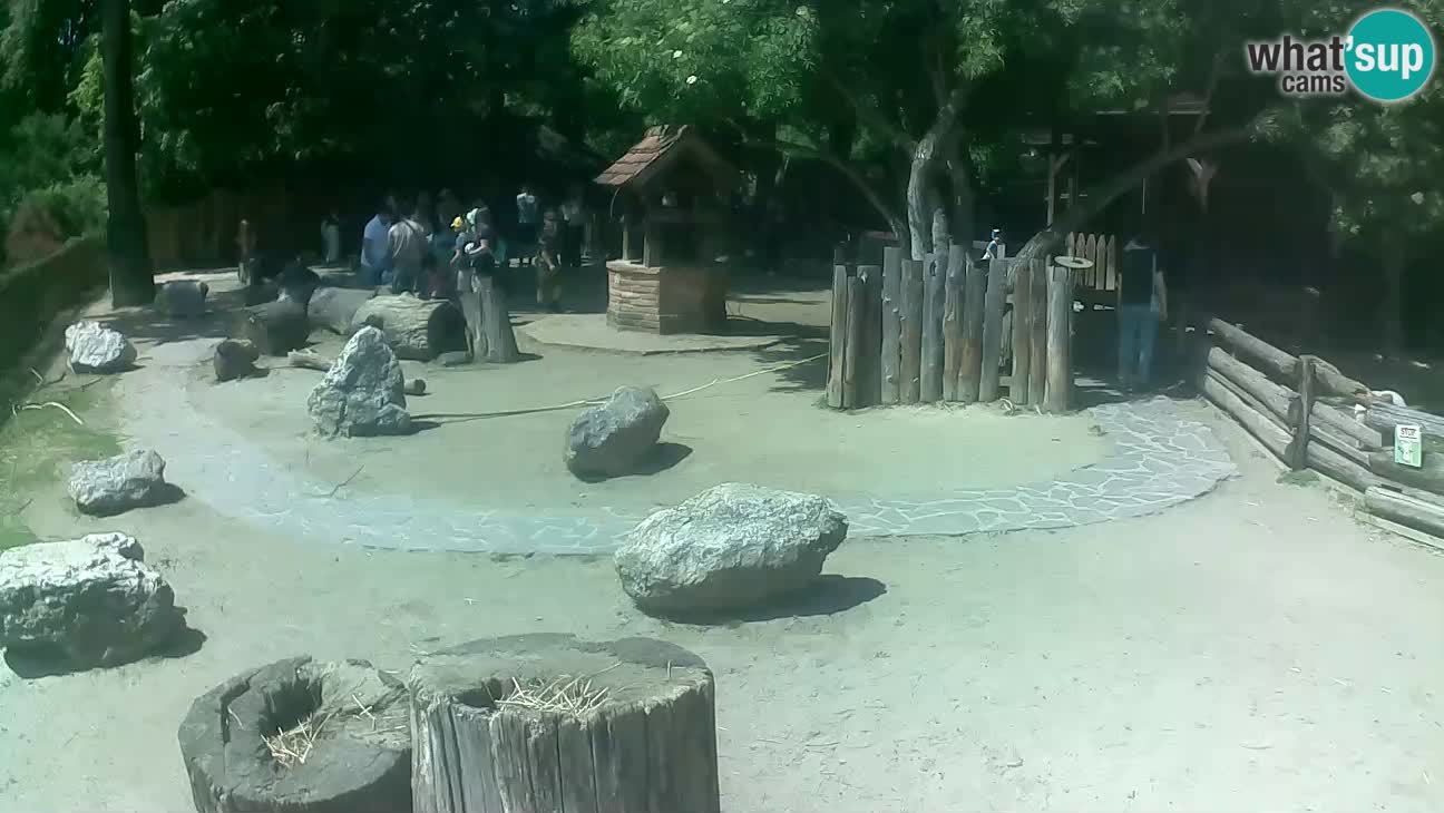 Zoo Zagreb – Cebus apella