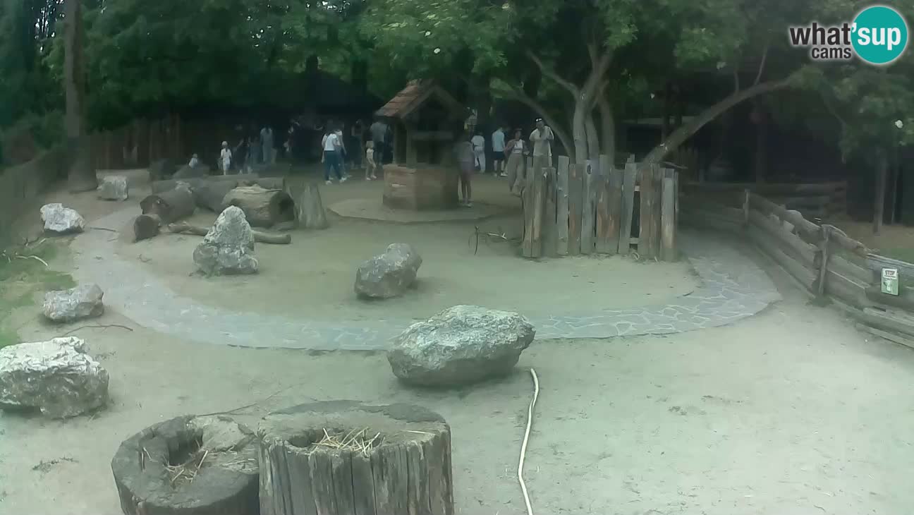 Zoo Zagreb – Haubenkapuziner