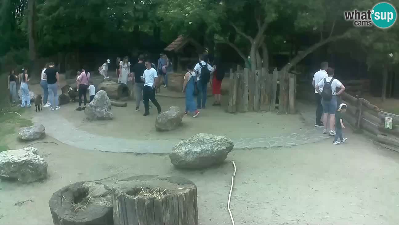 Zoo Zagreb – Brown Capuchin