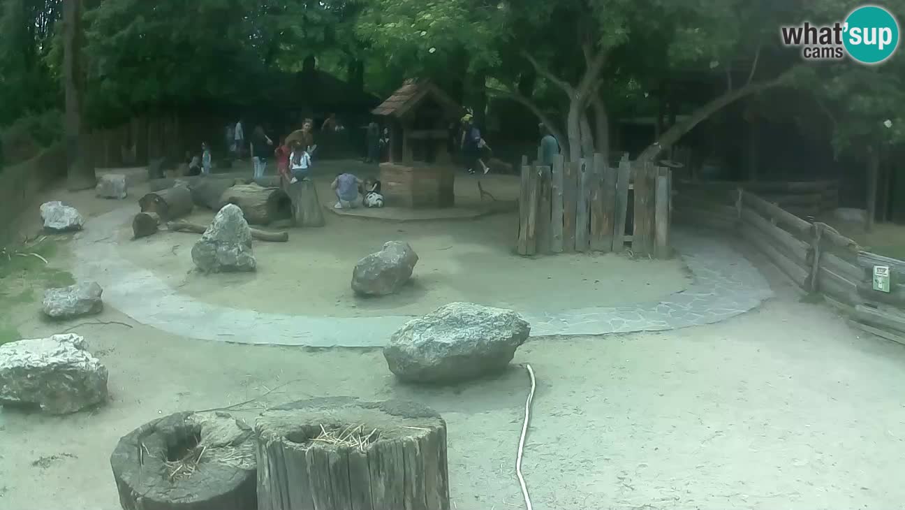 Zoo Zagreb – Haubenkapuziner