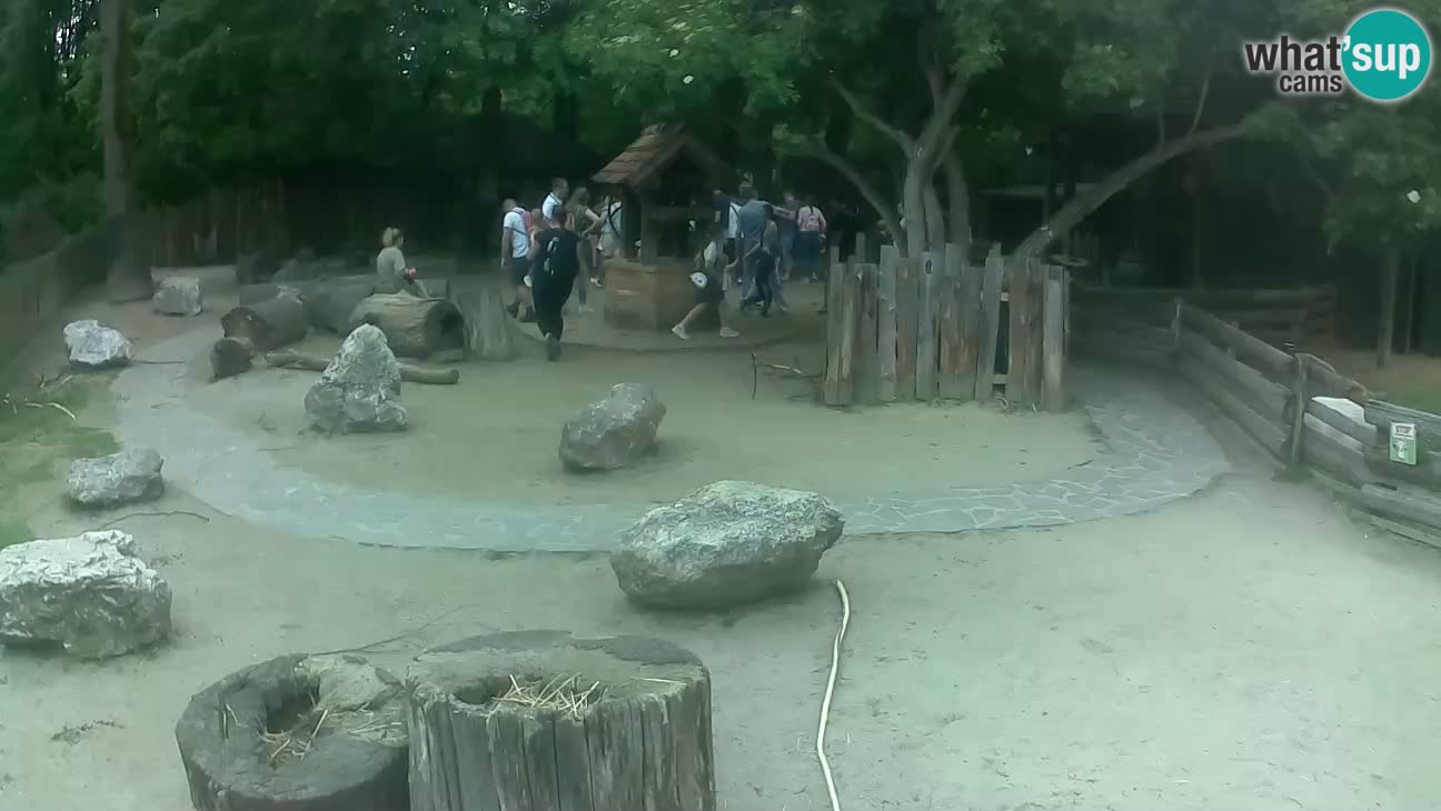 Zoo Zagreb – Haubenkapuziner