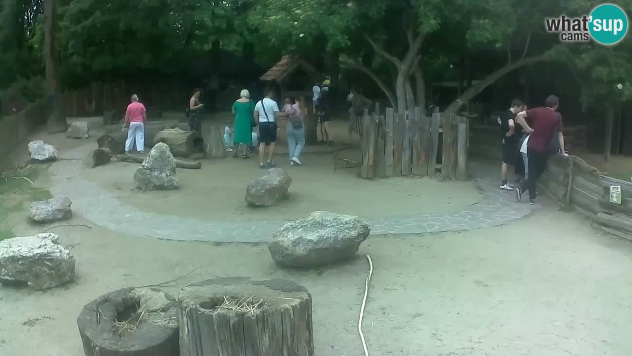 Zoo Zagreb – Haubenkapuziner