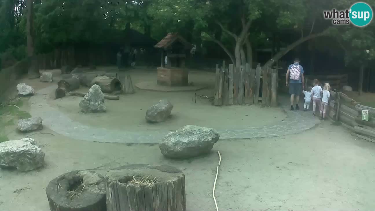 Zoo Zagreb – Brown Capuchin