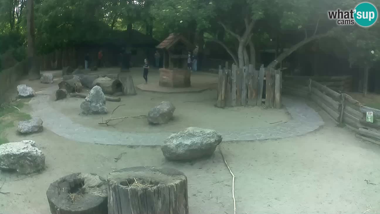Zoo Zagreb – Brown Capuchin