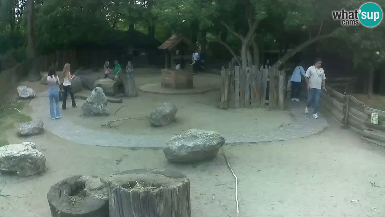 Zoo Zagreb – Cebus apella