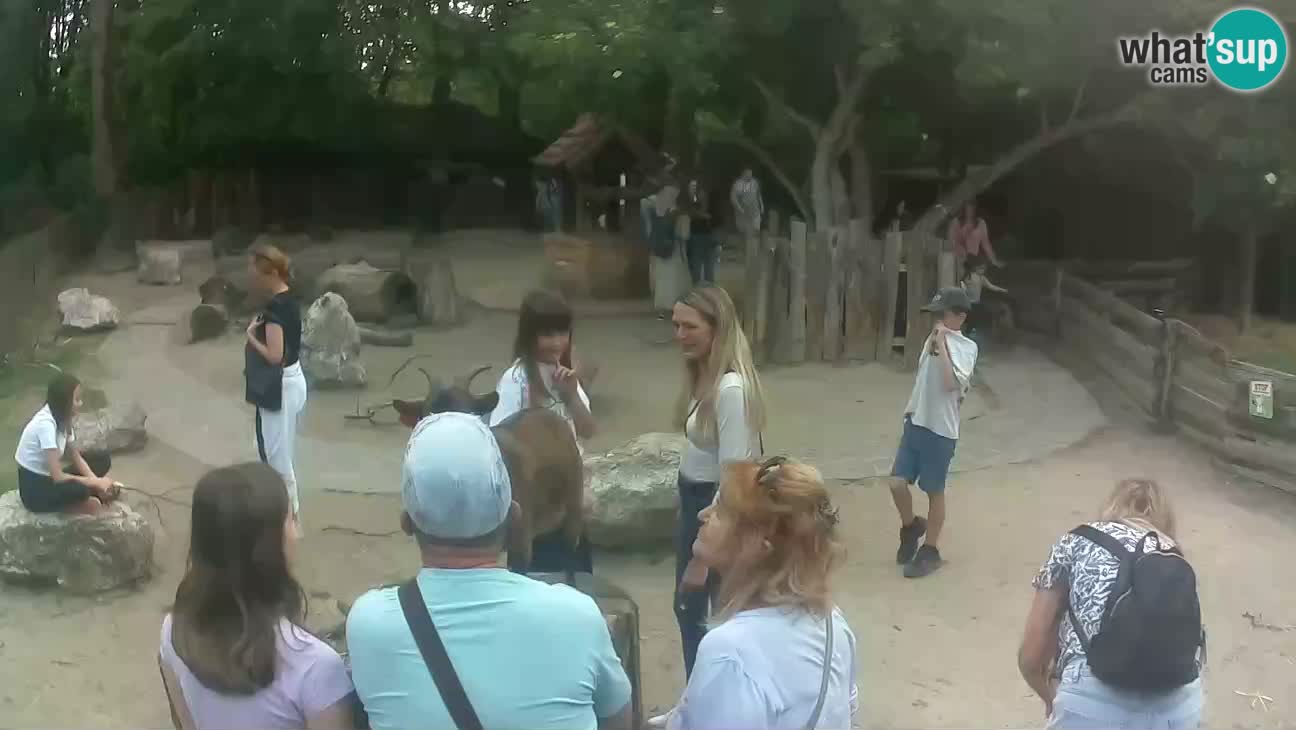 Zoo Zagreb – Cebus apella