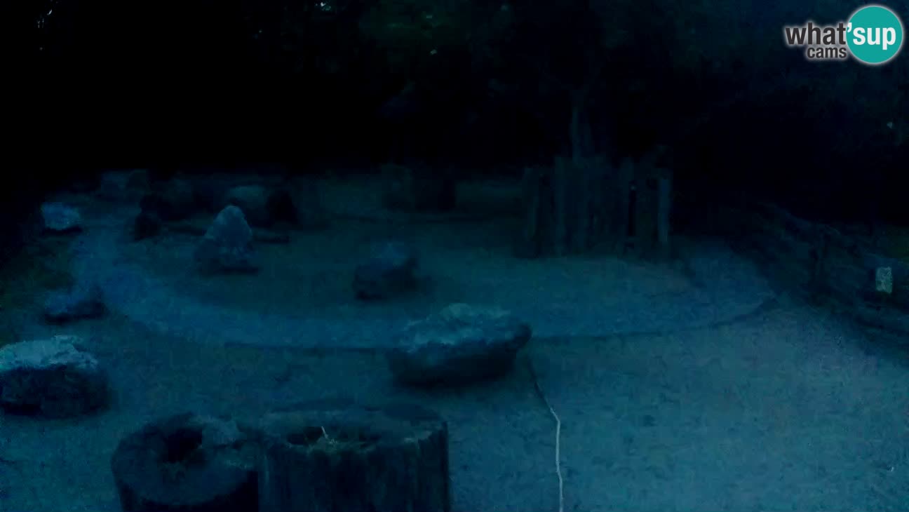 Zoo Zagreb – Cebo dai cornetti