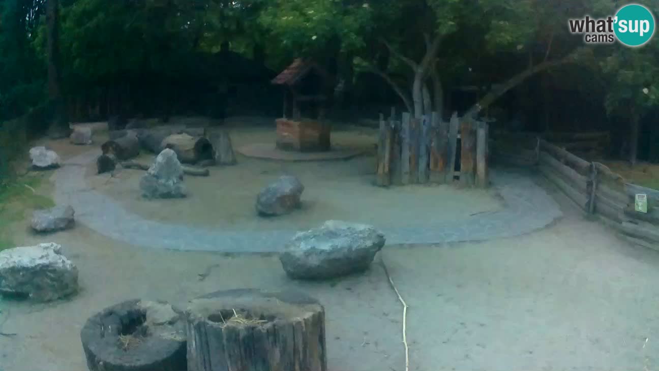 Zoo Zagreb – Brown Capuchin