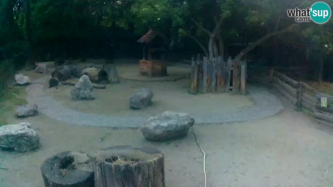 Zoo Zagreb – Brown Capuchin