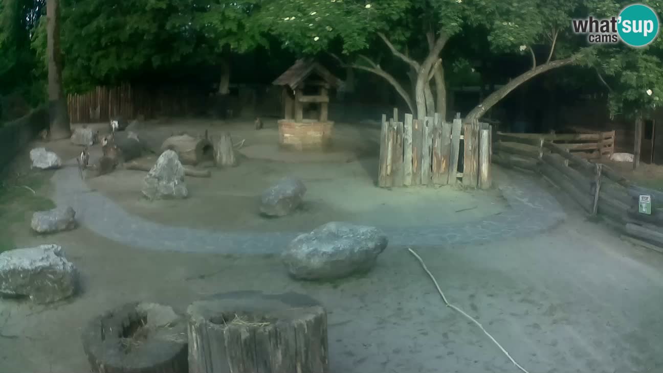 Zoo Zagreb – Haubenkapuziner