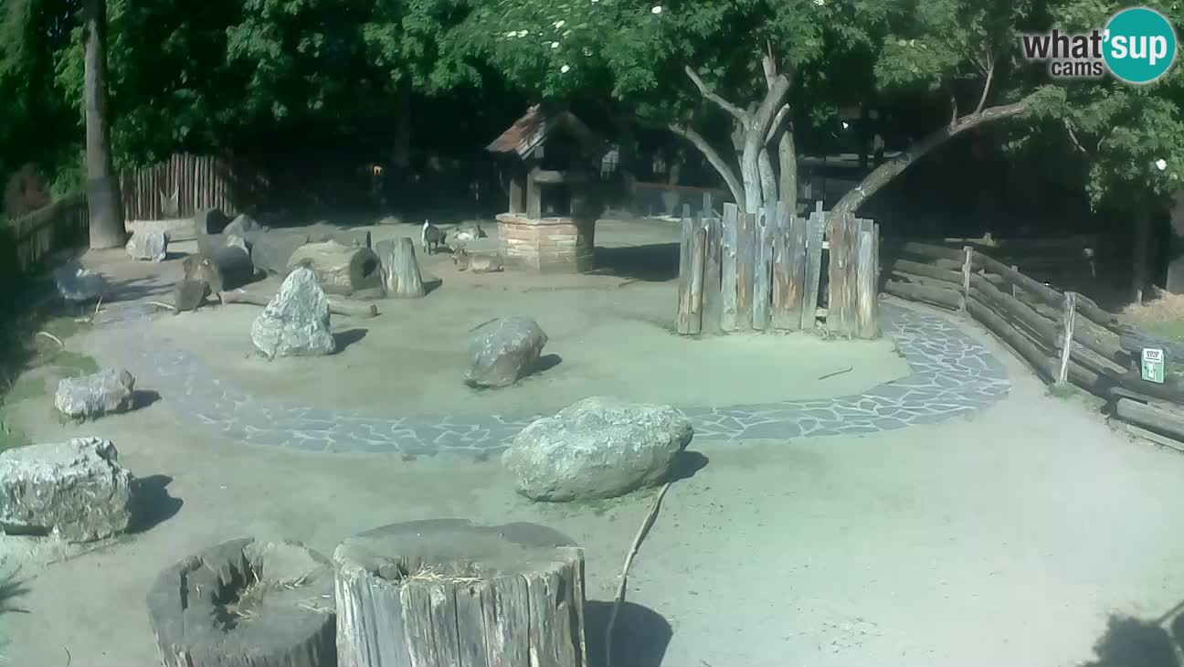 Zoo Zagreb –  Mono maicero
