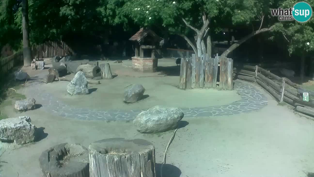 Zoo Zagreb – Cebus apella