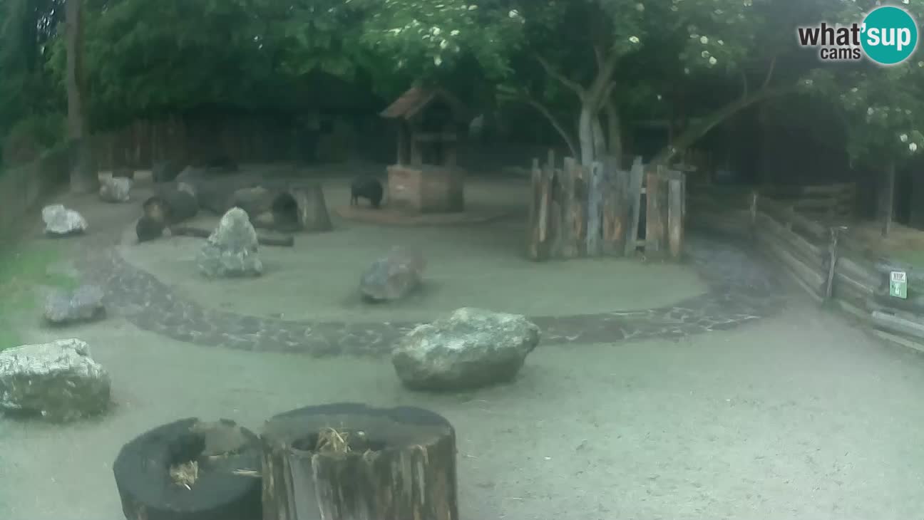 Zoo Zagreb – Brown Capuchin