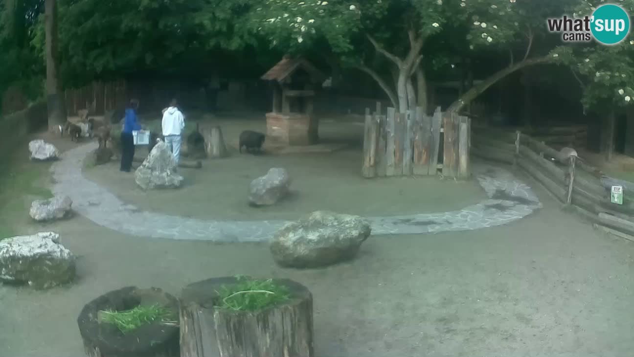 Zoo Zagreb –  Mono maicero