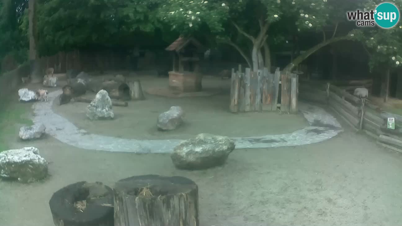 Zoo Zagreb – Cebus apella