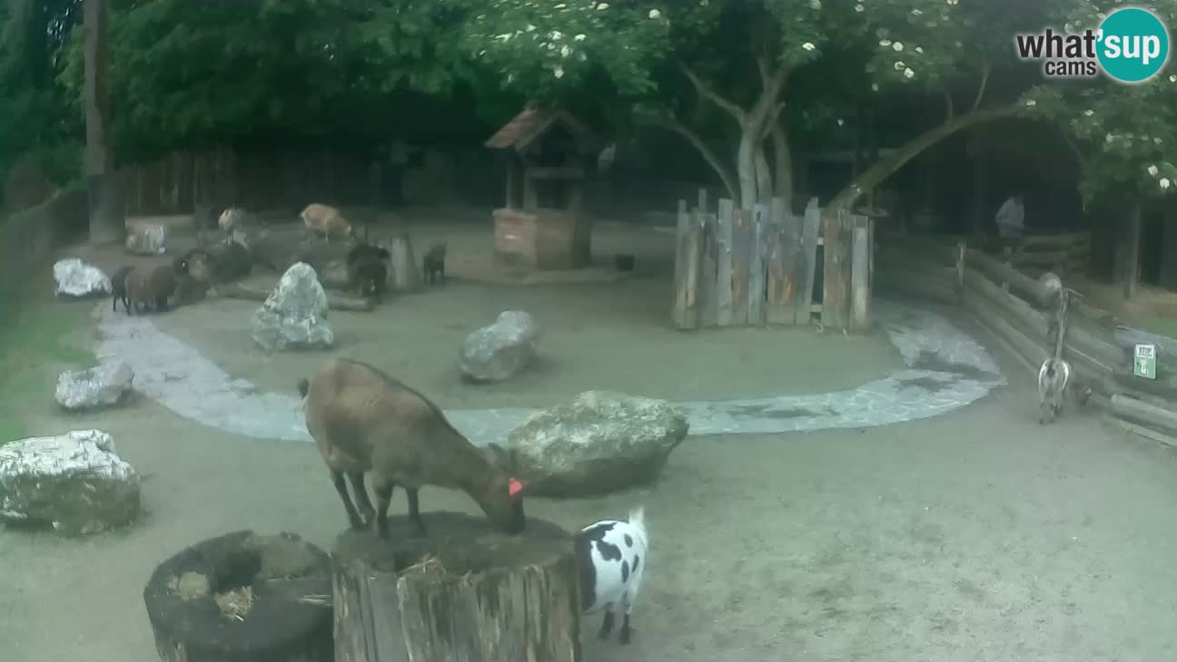 Zoo Zagreb – Cebo dai cornetti
