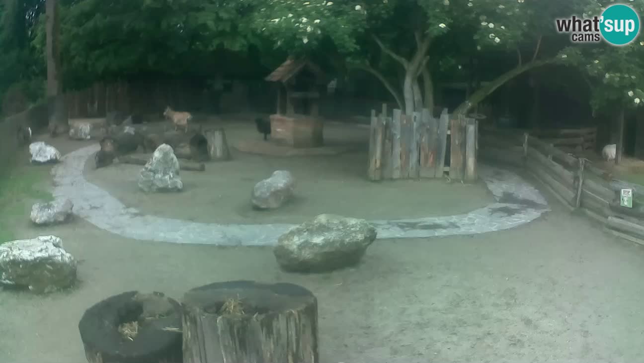 Zoo Zagreb – Haubenkapuziner
