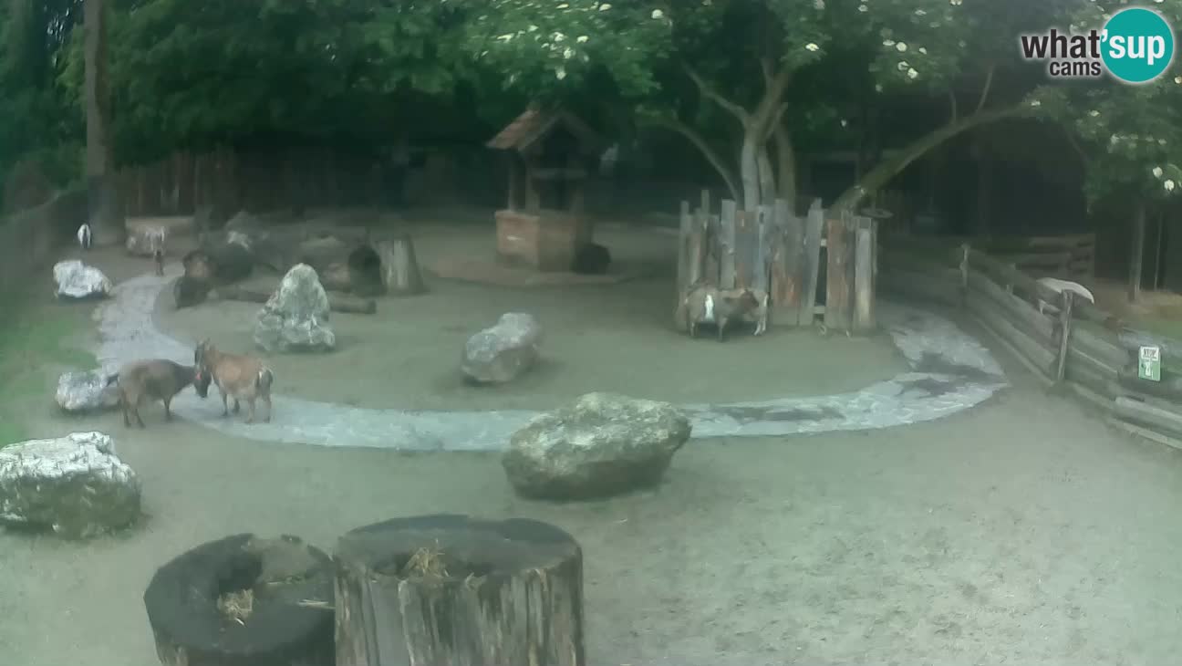 Zoo Zagreb – Cebus apella