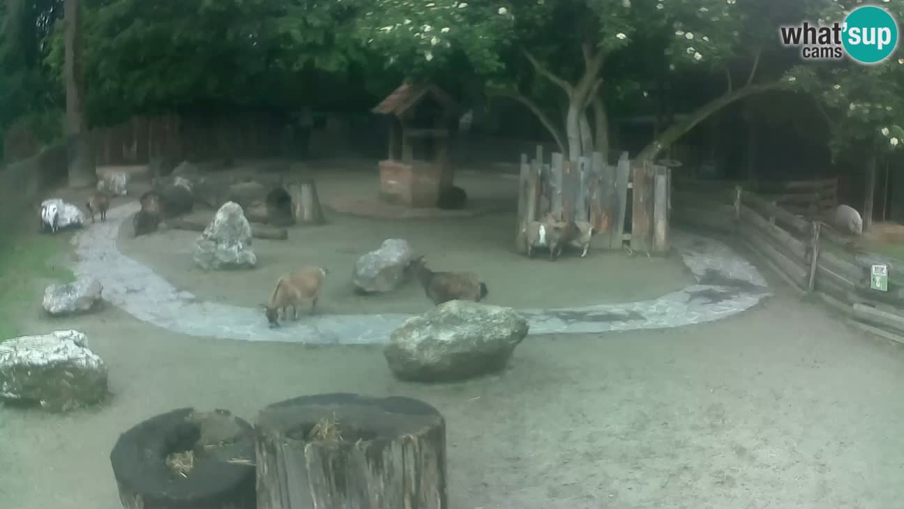 Zoo Zagreb – Haubenkapuziner