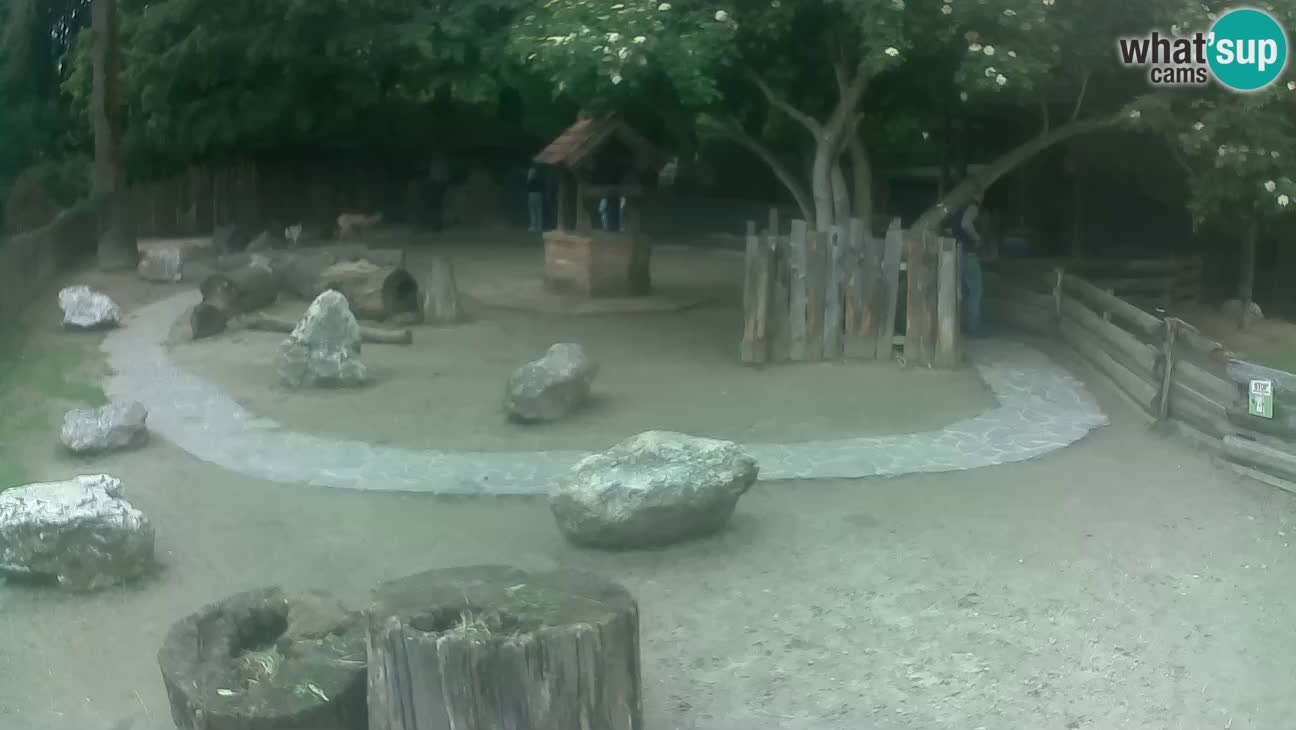 Zoo Zagreb – Brown Capuchin