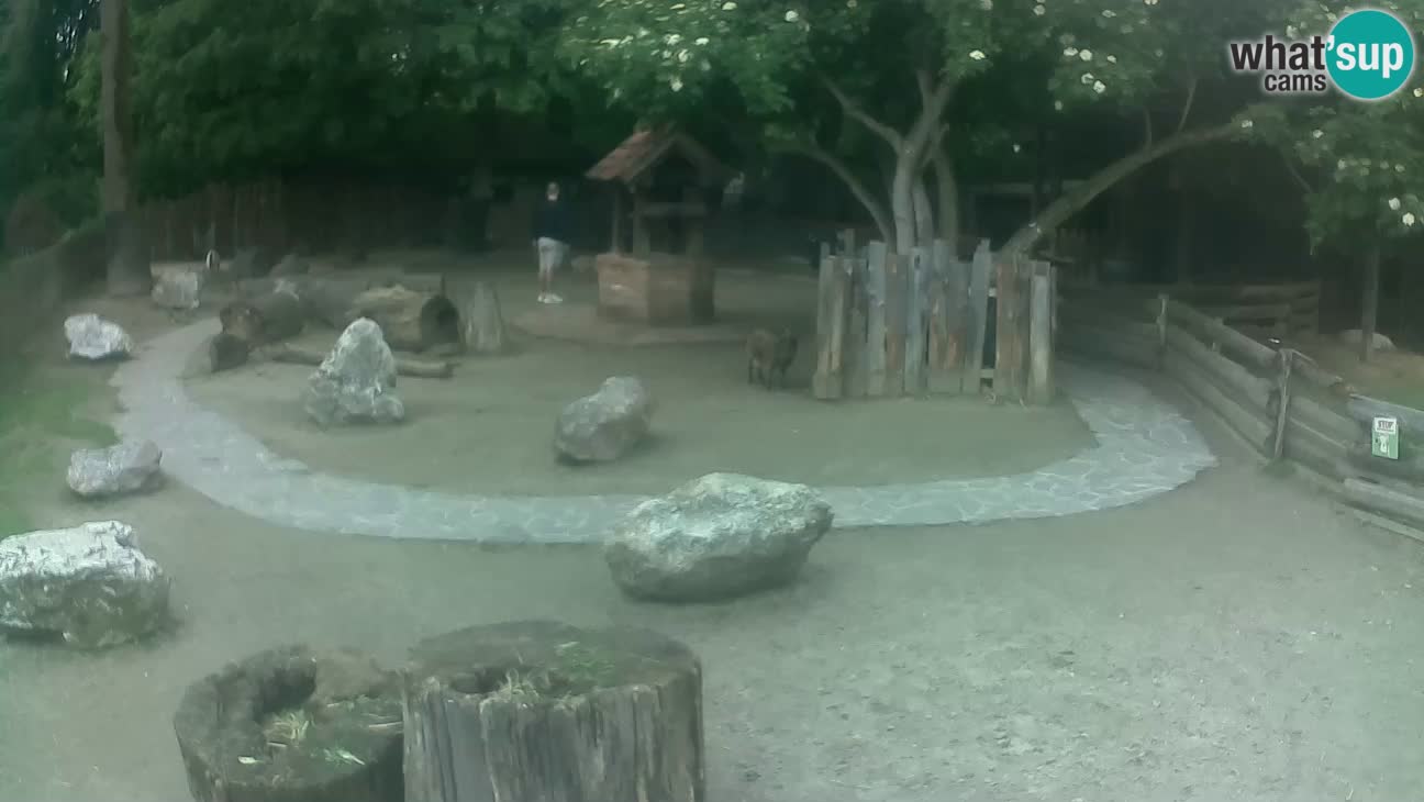 Zoo Zagreb – Brown Capuchin