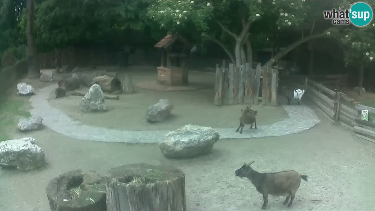 Zoo Zagreb – Cebus apella