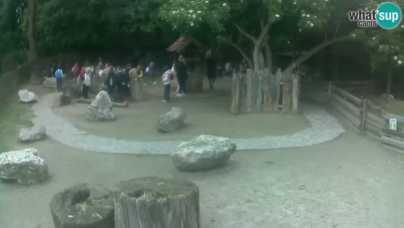 Zoo Zagreb – Brown Capuchin