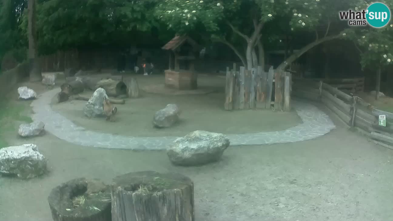 Zoo Zagreb –  Mono maicero