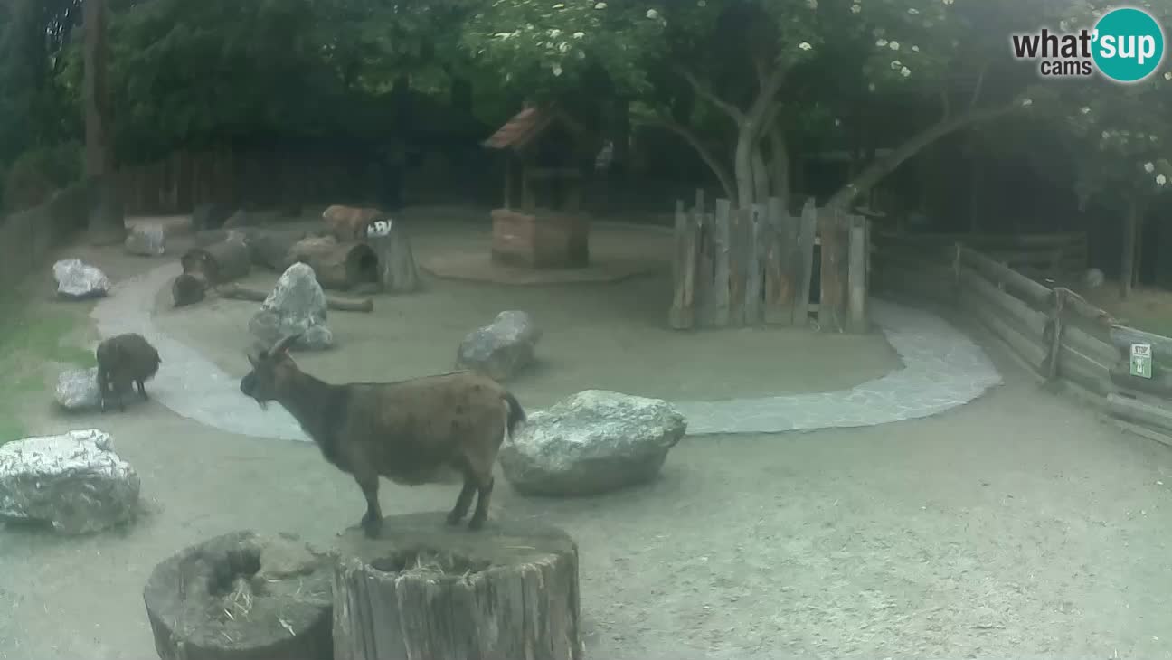 Zoo Zagreb – Rjava kapucinka