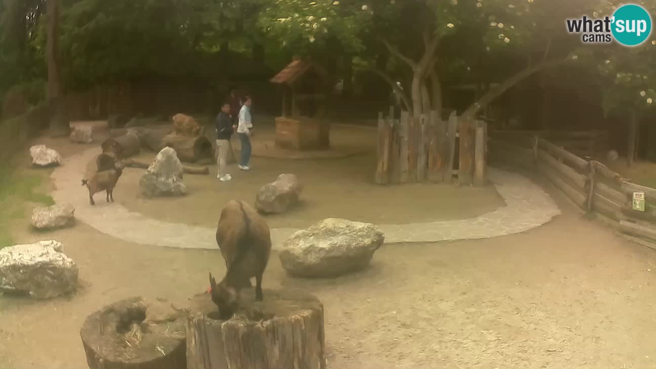 Zoo Zagreb – Brown Capuchin