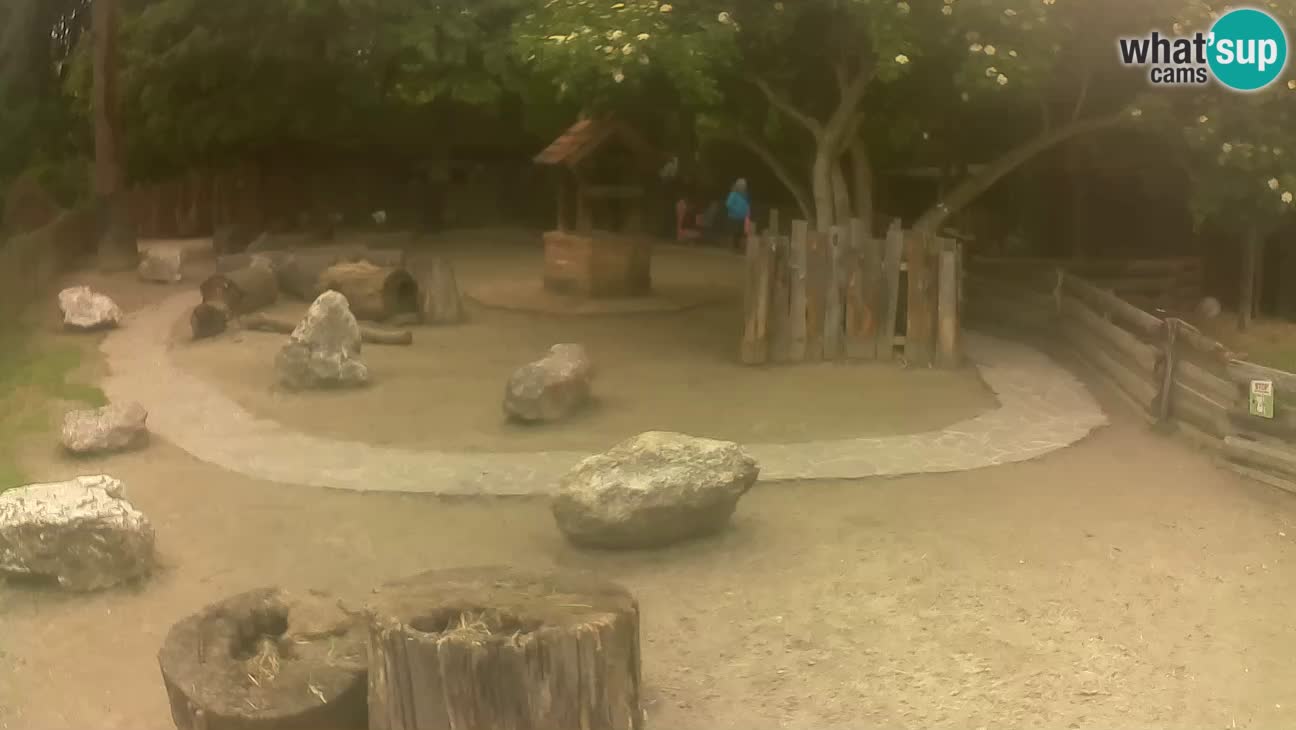 Zoo Zagreb – Brown Capuchin