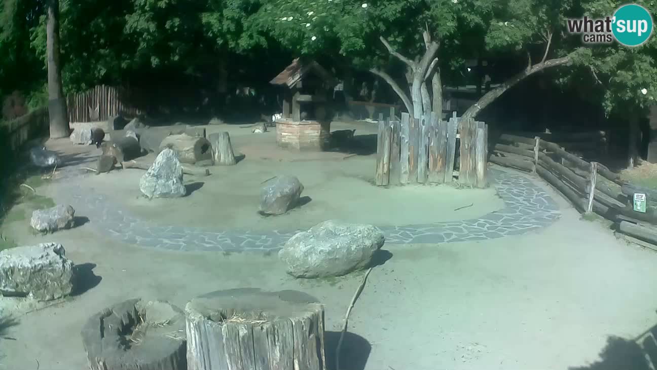 Zoo Zagreb – Rjava kapucinka