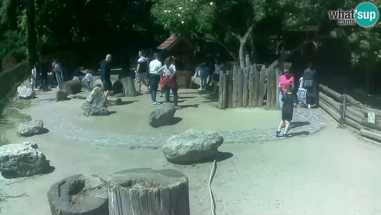 Zoo Zagreb – Brown Capuchin