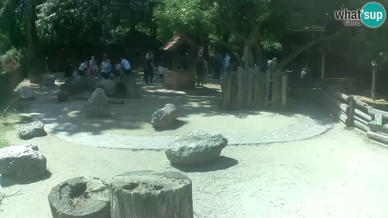 Zoo Zagreb – Haubenkapuziner