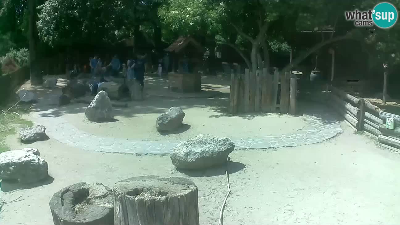Zoo Zagreb – Brown Capuchin