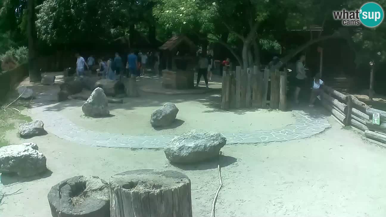 Zoo Zagreb –  Mono maicero