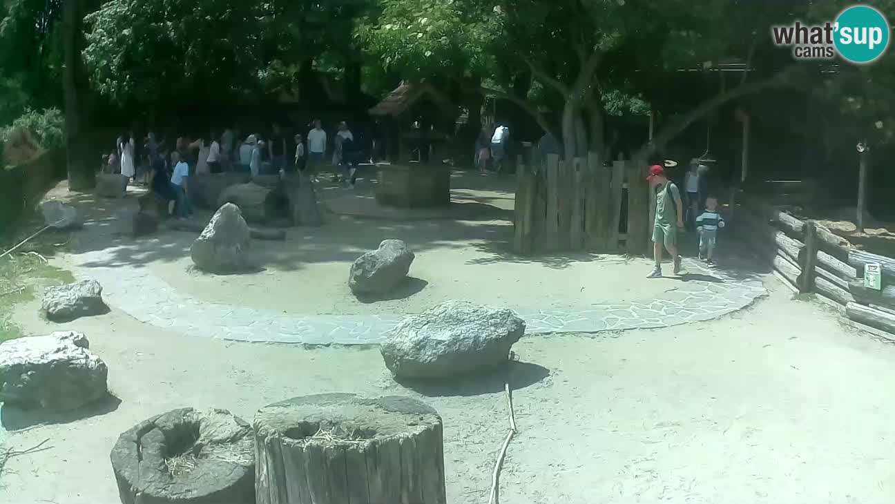 Zoo Zagreb – Cebus apella