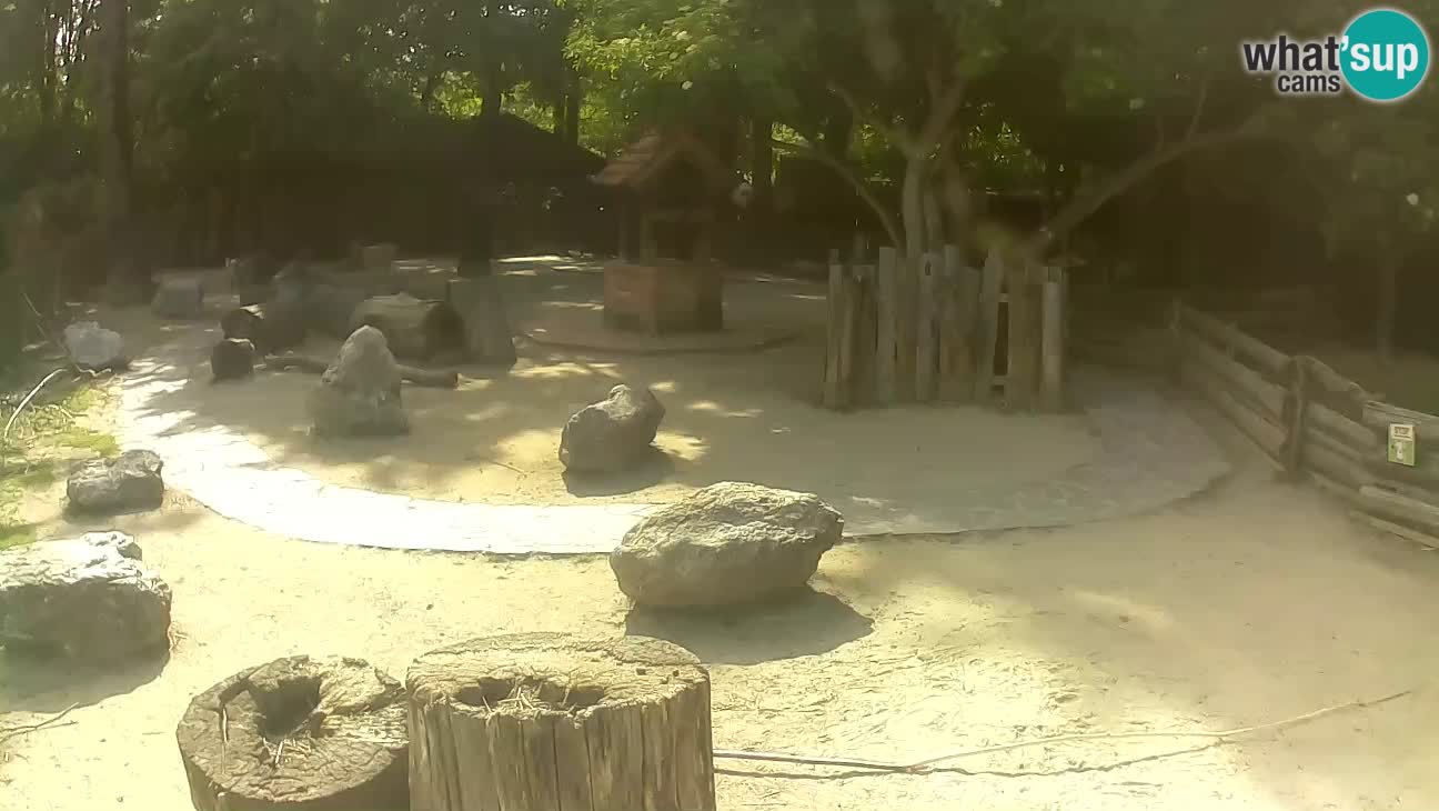 Zoo Zagreb – Brown Capuchin