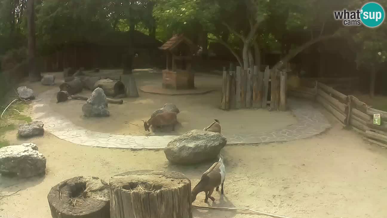 Zoo Zagreb – Brown Capuchin