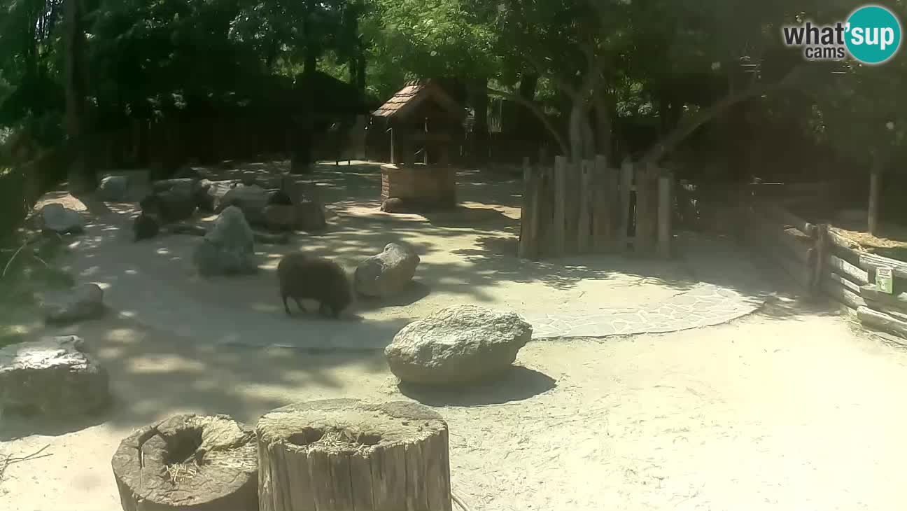 Zoo Zagreb – Brown Capuchin