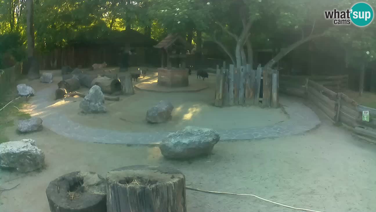 Zoo Zagreb – Rjava kapucinka