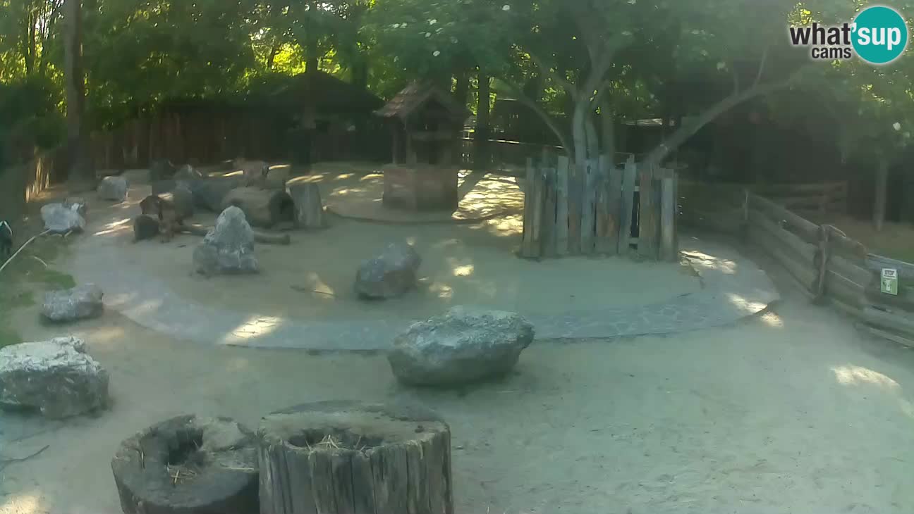 Zoo Zagreb – Cebo dai cornetti