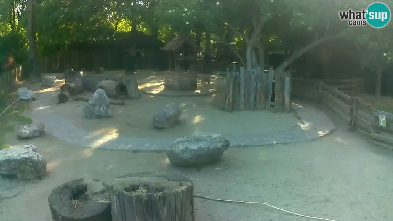 Zoo Zagreb – Cebo dai cornetti