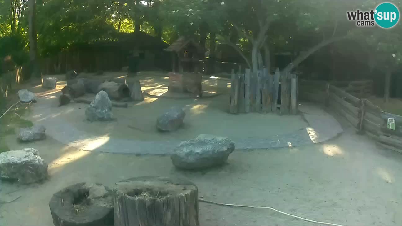 Zoo Zagreb –  Mono maicero